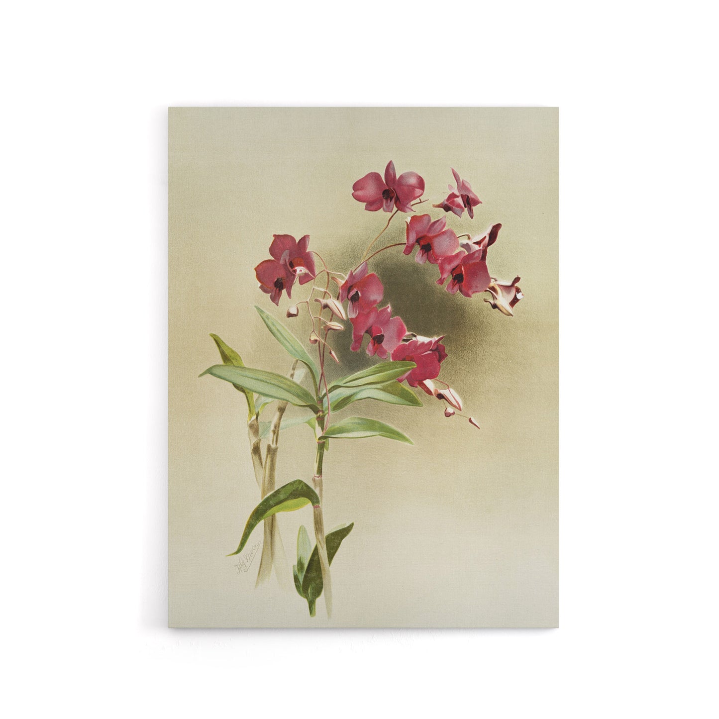 Frederick Sander Cooktown Pink Orchid Flowers Canvas Wall Art Print