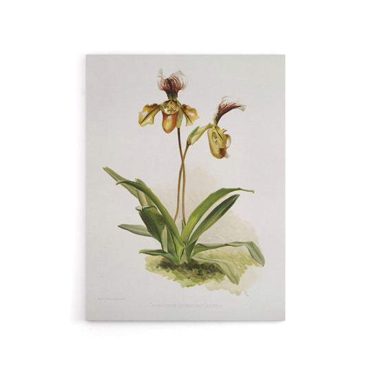 Frederick Sander Cypripedium Calypso Orchid Flowers Canvas Wall Art Print