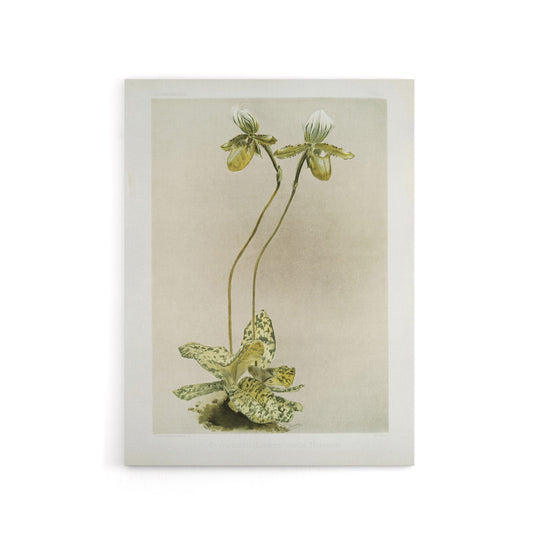F Sander Cypripedium Lawrenceanum Hyeanum Orchid Canvas Wall Art Print