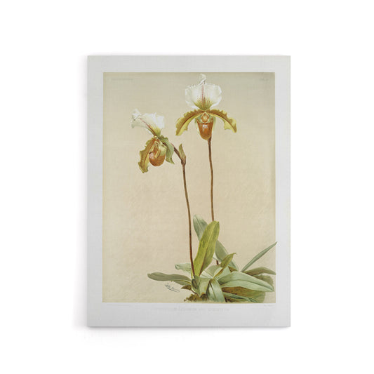 F Sander Cypripedium Leeanum Var Giganteum Orchid Canvas Wall Art Print