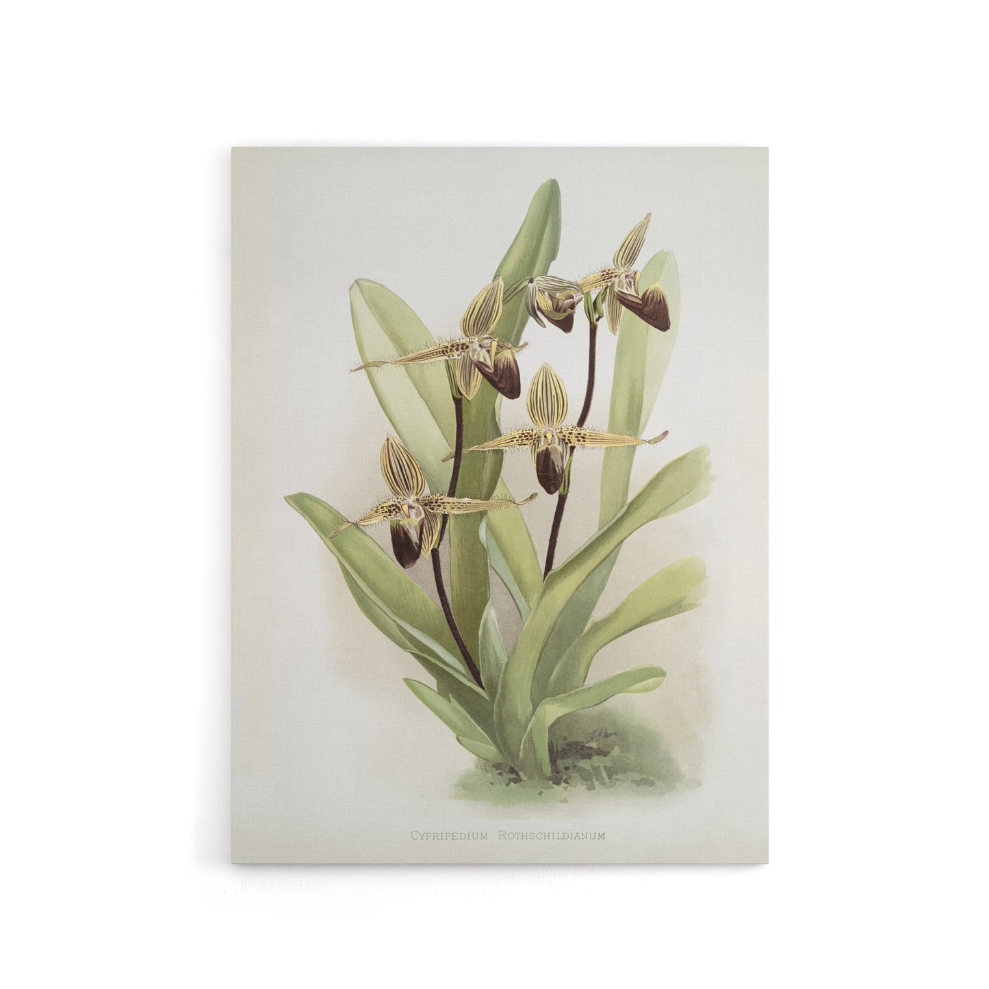 Frederick Sander Cypripedium Rothschildianum Orchid Canvas Wall Art Print
