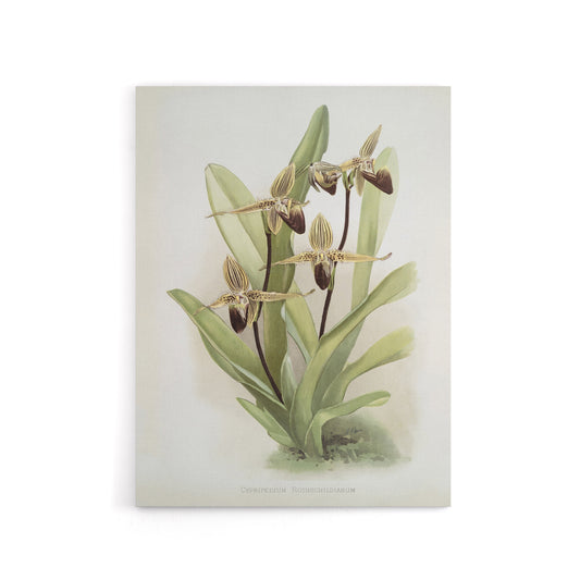 Frederick Sander Cypripedium Rothschildianum Orchid Canvas Wall Art Print