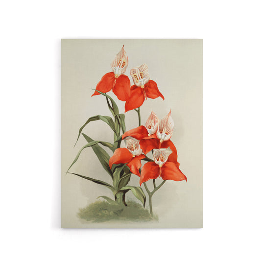 Frederick Sander Disa Grandiflora Orchid Flowers Canvas Wall Art Print