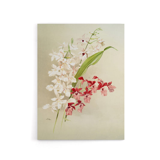 Frederick Sander White Pink Hybrid Orchid Flowers Canvas Wall Art Print