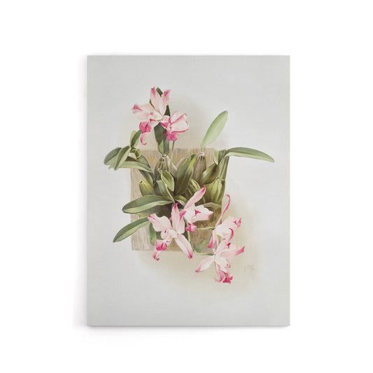 F Sander Laelia Autumnalis Xanthotropis Orchid Canvas Wall Art Print