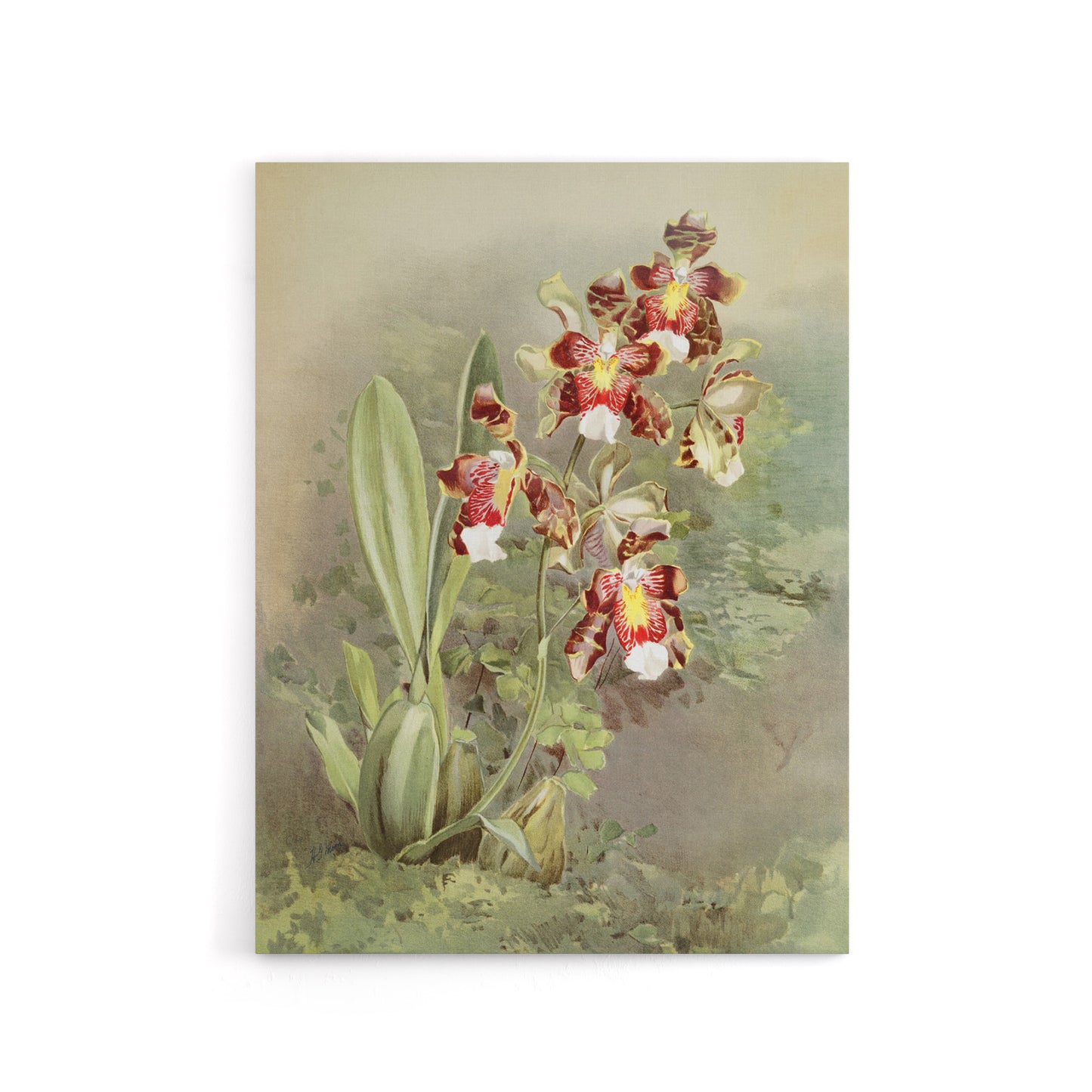 Frederick Sander Odontoglossum Harryanum Orchid Canvas Wall Art Print