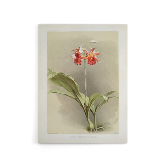 F Sander Phaius Hybridus Cooksonii Orchid Flowers Canvas Wall Art Print