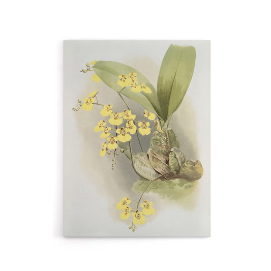Frederick Sander Turtle Shell Orchid Flowers Canvas Wall Art Print