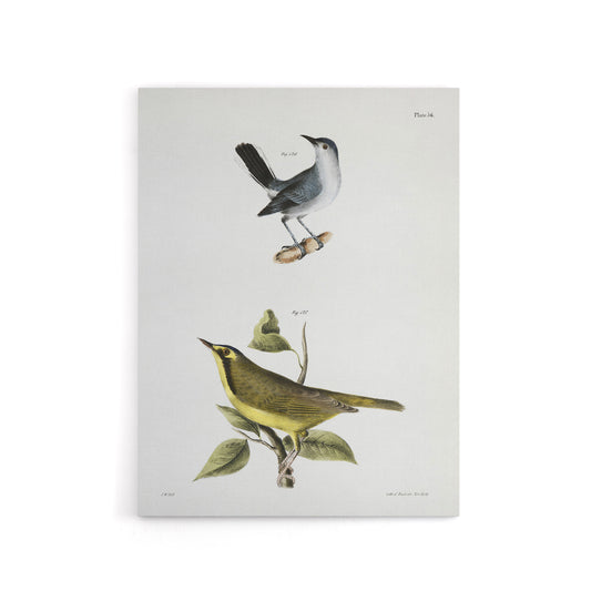 James De Kay Gnatcatcher and Kentucky Warbler Canvas Wall Art Print