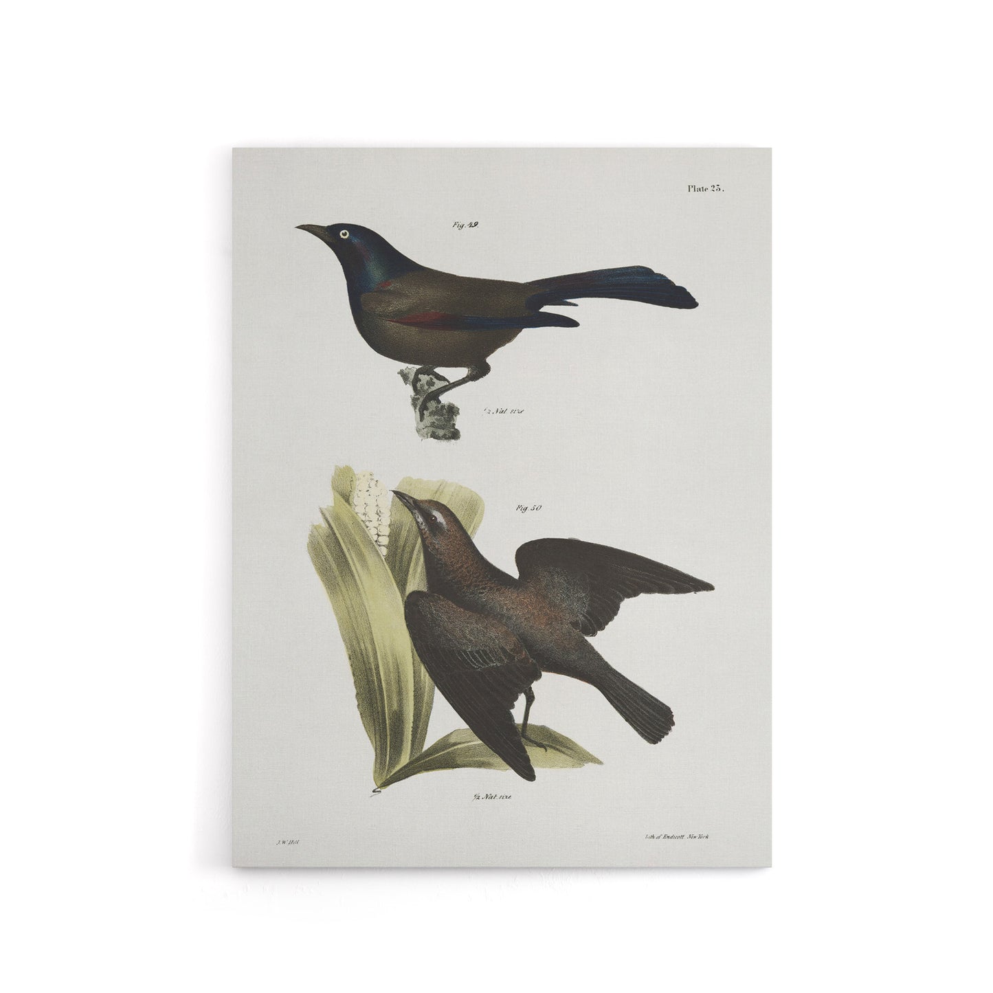 James Ellsworth De Kay Crow Blackbirds Illustration Canvas Wall Art Print