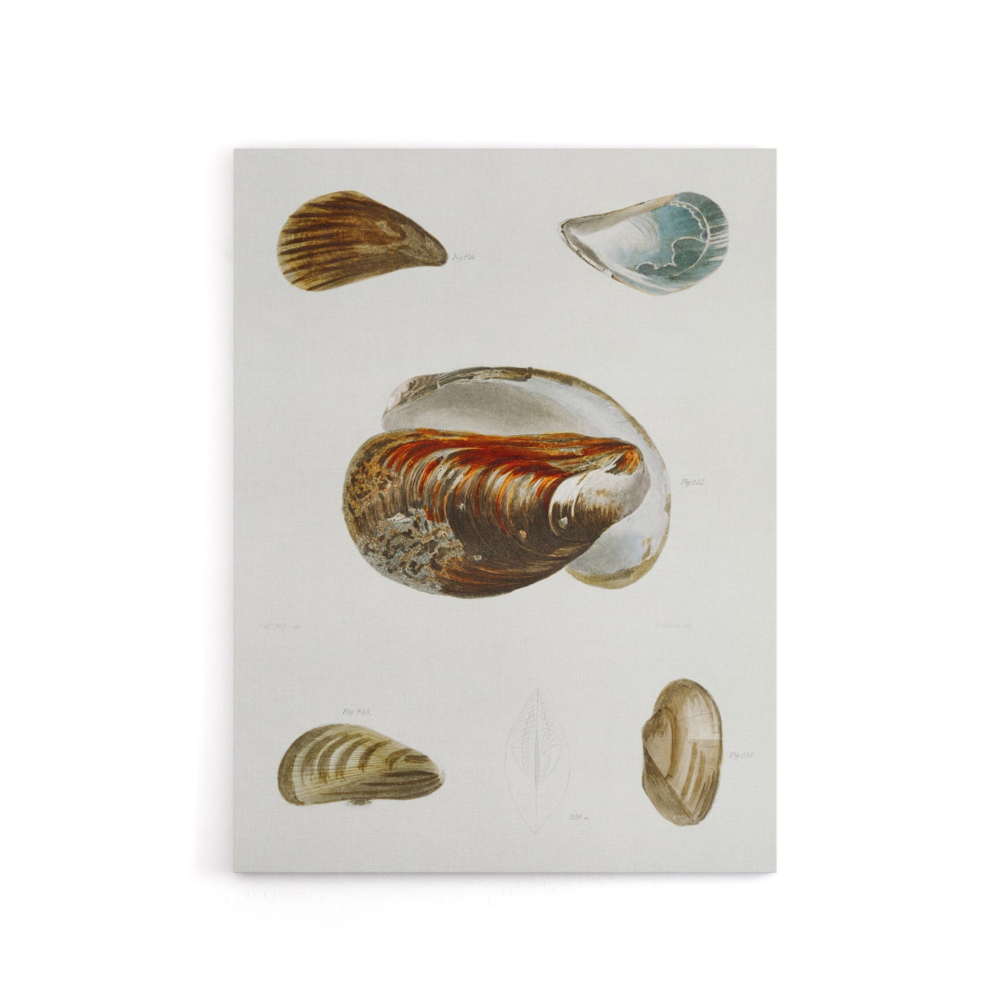 James De Kay Different Types of Mussel Seashells Canvas Wall Art Print