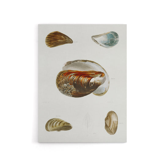James De Kay Different Types of Mussel Seashells Canvas Wall Art Print