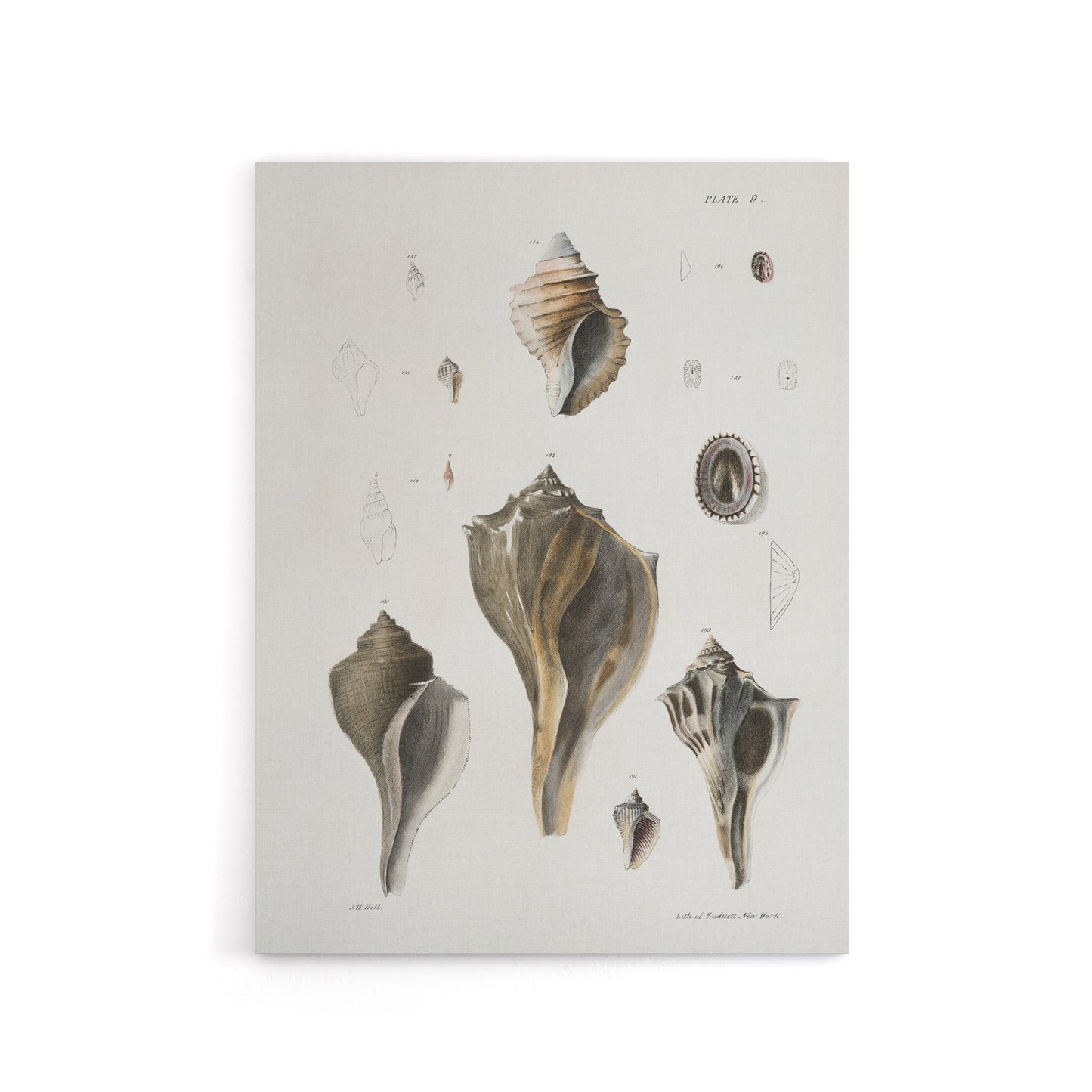 James De Kay Types of Seashells Pencil Drawing Canvas Wall Art Print