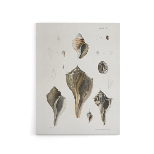 James De Kay Types of Seashells Pencil Drawing Canvas Wall Art Print