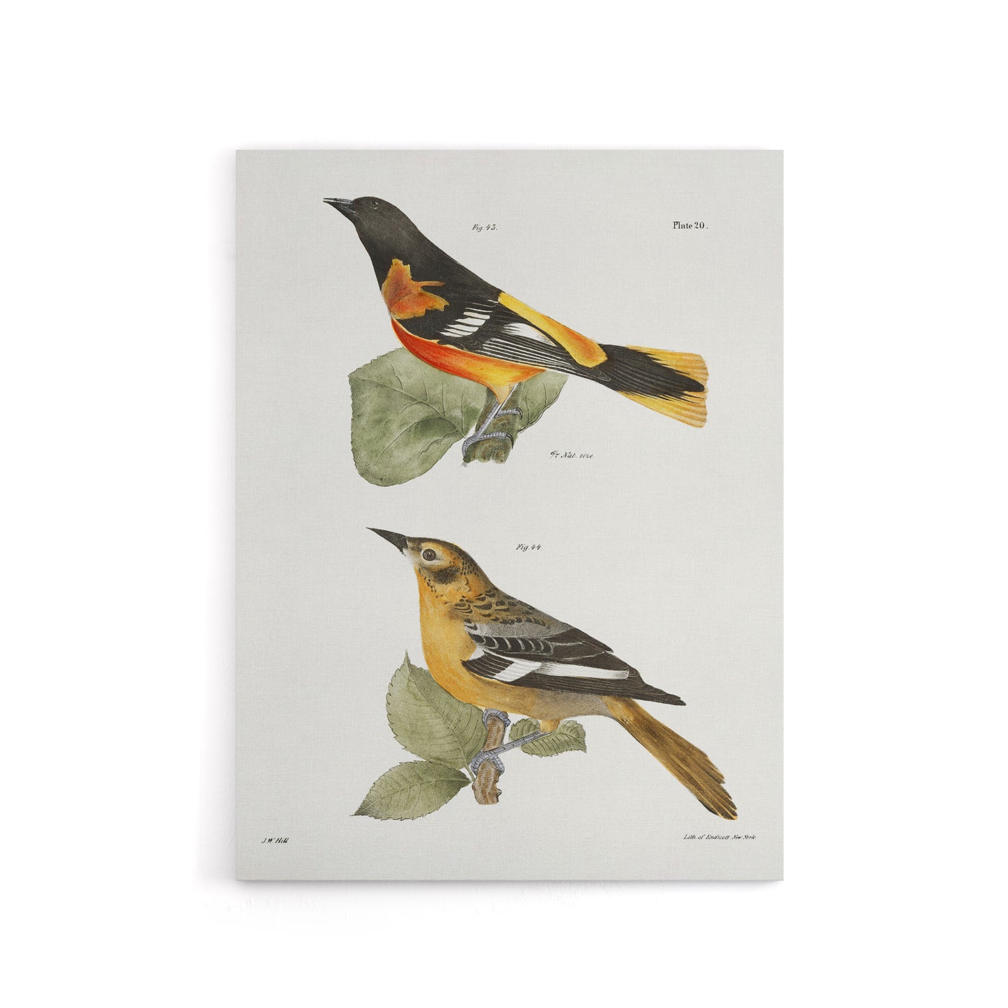 James Ellsworth De Kay Golden Oriole and Ditto Canvas Wall Art Print