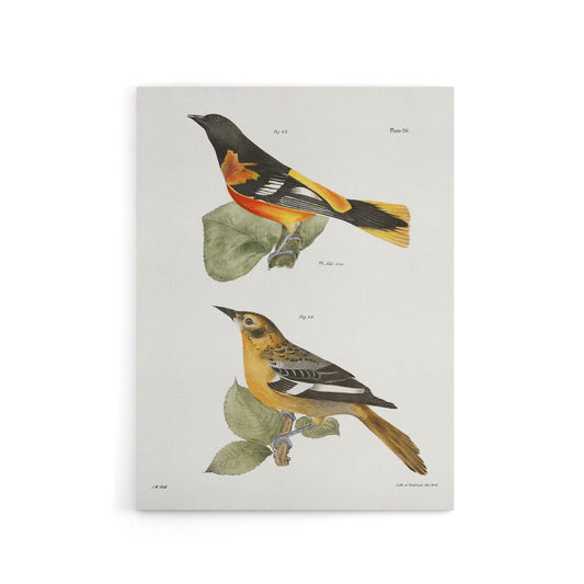 James Ellsworth De Kay Golden Oriole and Ditto Canvas Wall Art Print