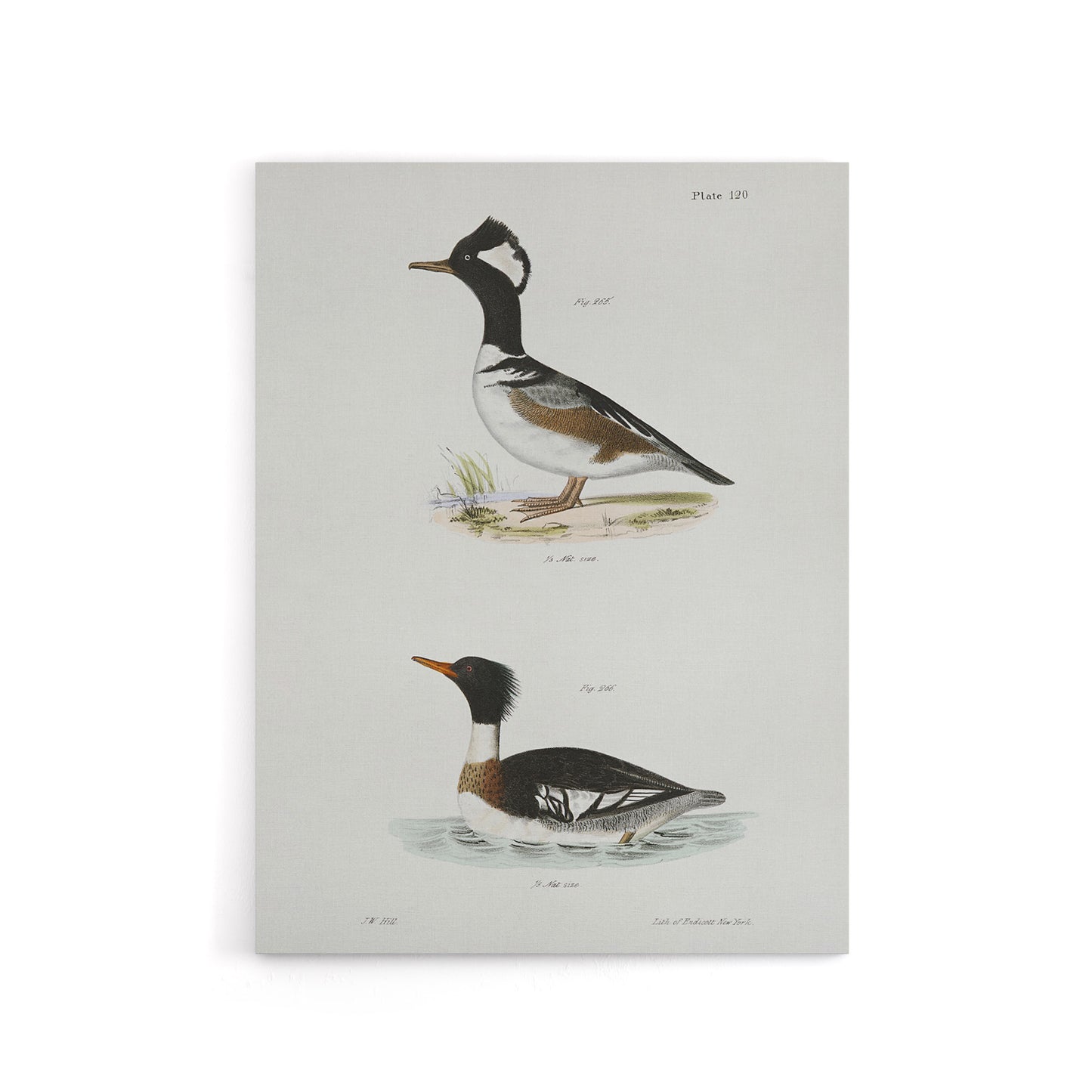 James De Kay Hooded and Red Breasted Sheldrake Canvas Wall Art Print
