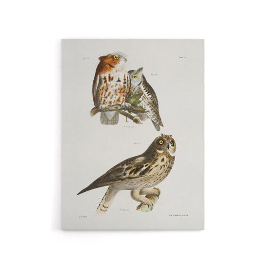 James De Kay Little Screech and Short Eared Owl Canvas Wall Art Print