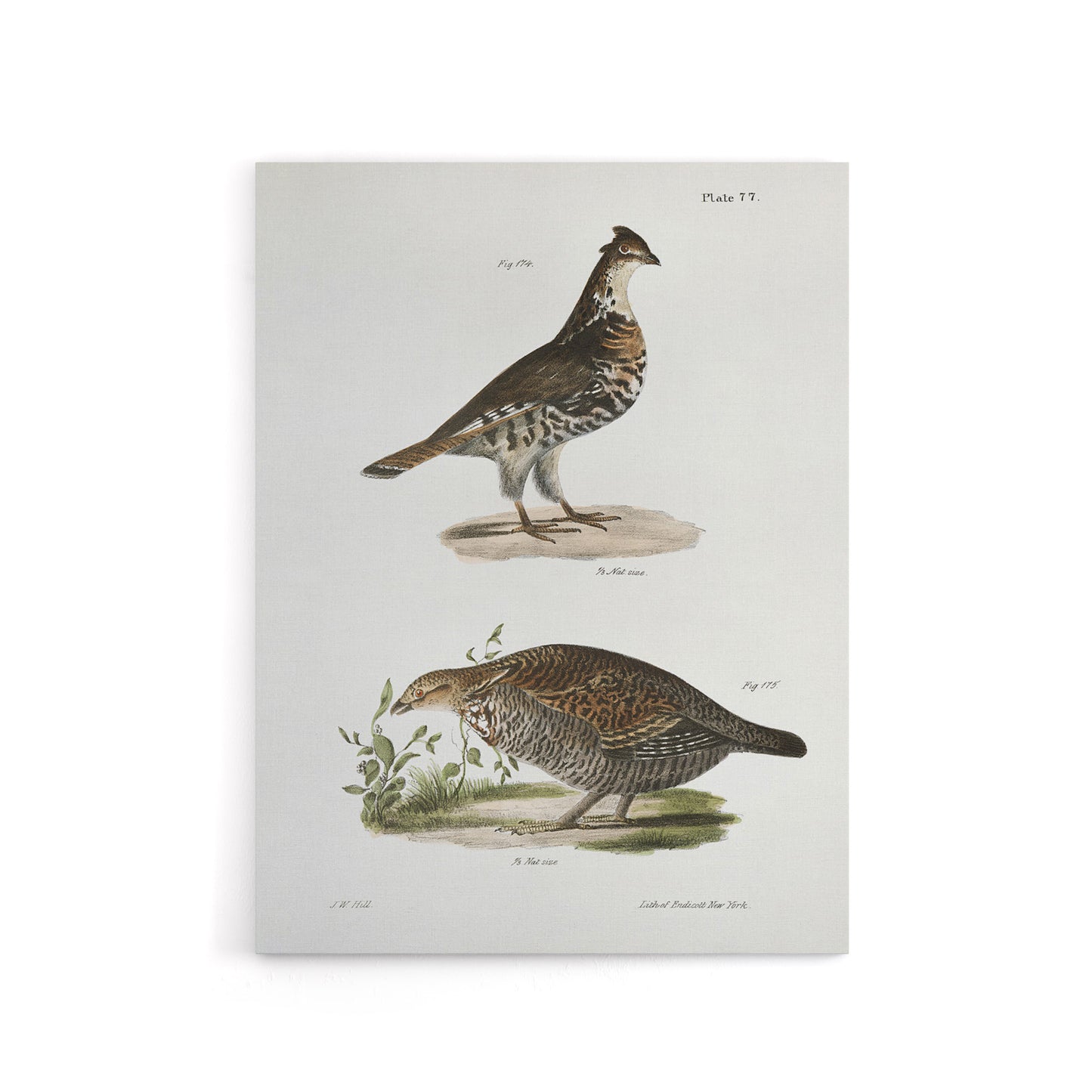 James De Kay Partridge and Pinnated Grouse Canvas Wall Art Print