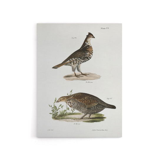 James De Kay Partridge and Pinnated Grouse Canvas Wall Art Print