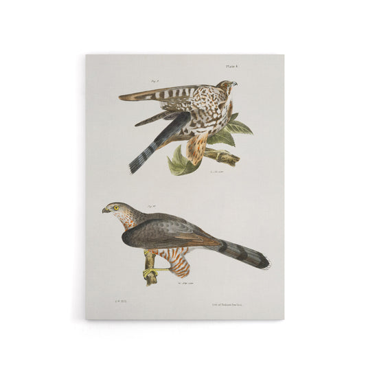James De Kay Pigeon Hawk and Coopers Hawk Canvas Wall Art Print