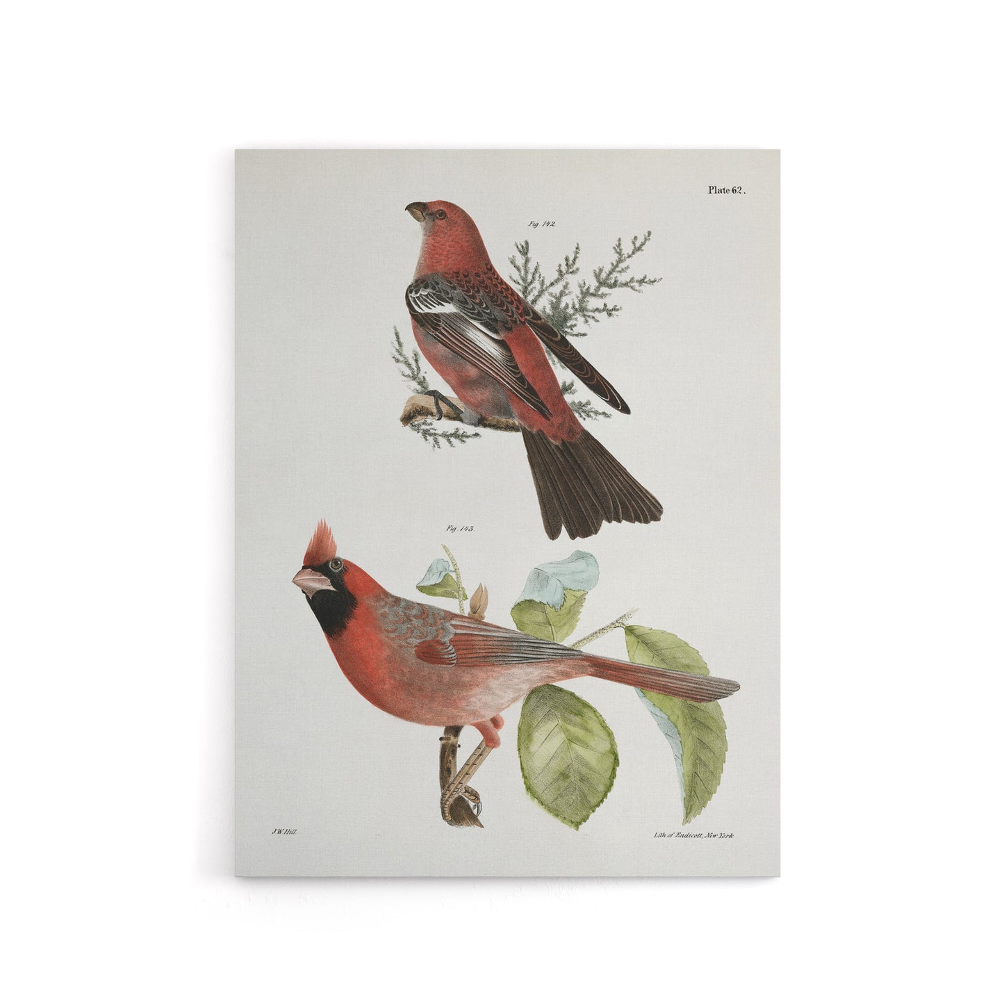 James De Kay Pine Bulfinch and Cardinal Grosbeak Canvas Wall Art Print