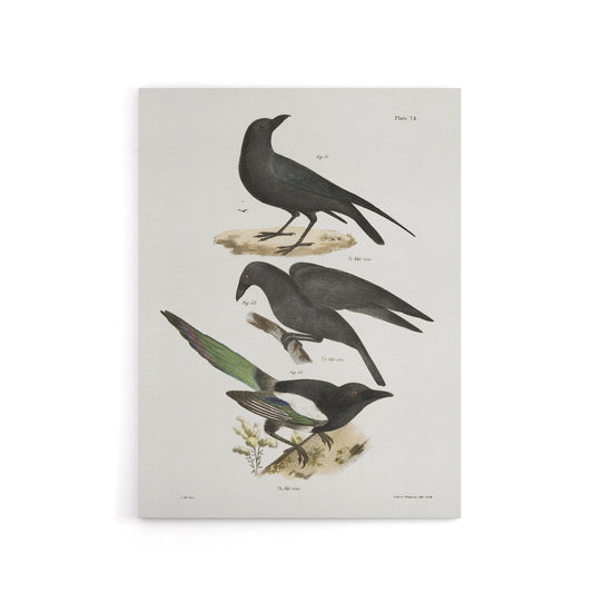 James Ellsworth De Kay Raven Crow and Magpie Canvas Wall Art Print