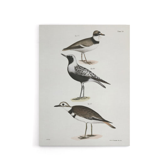 James De Kay Ring Plover Snipe and Kildeer Canvas Wall Art Print