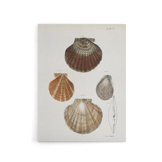 James Ellsworth De Kay Scallop Seashells Study Canvas Wall Art Print