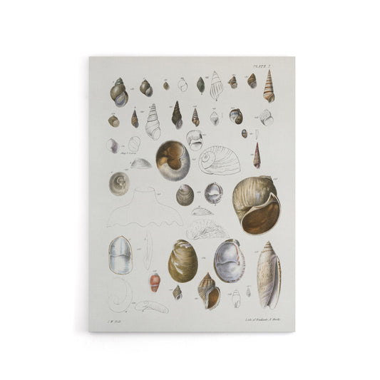 James De Kay Seashell Variety Illustration Canvas Wall Art Print
