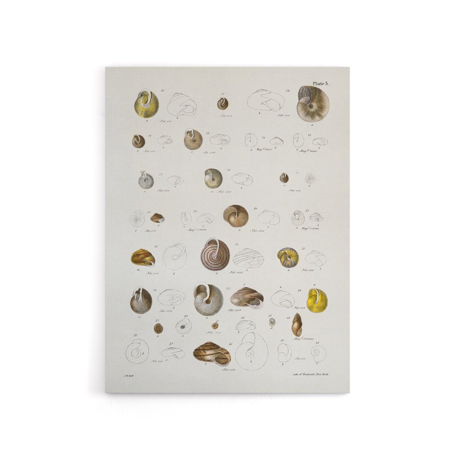 James De Kay Seashells Study Illustration Canvas Wall Art Print
