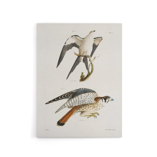 James De Kay Swallow Tailed and Sparrow Hawk Canvas Wall Art Print