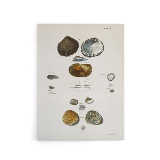 James Ellsworth De Kay Various Types of Seashells Canvas Wall Art Print
