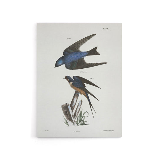 James De Kay White Bellied and Barn Swallow Canvas Wall Art Print