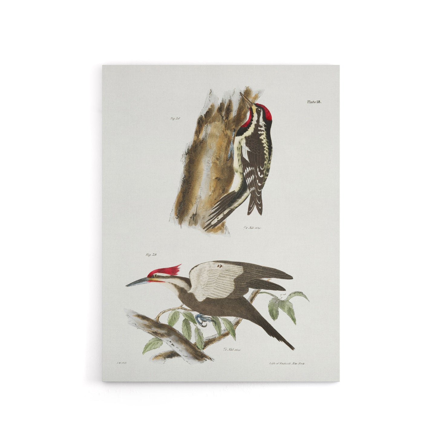 James De Kay Yellow Bellied and Crested Woodpecker Canvas Wall Art Print