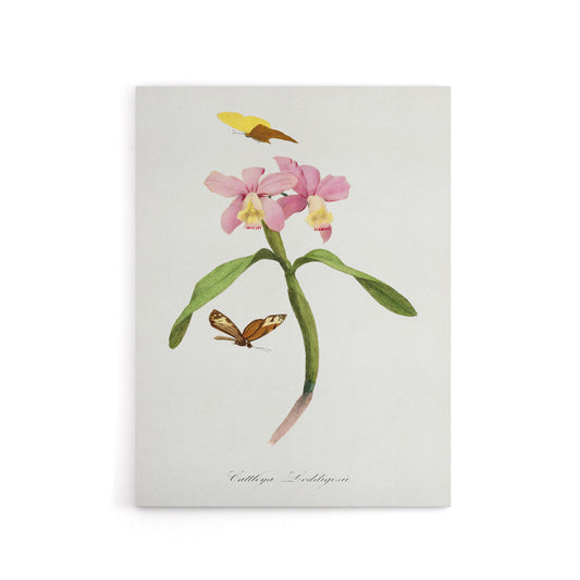 Paul Gervais Cattleya Orchids And Butterflies Canvas Wall Art Print