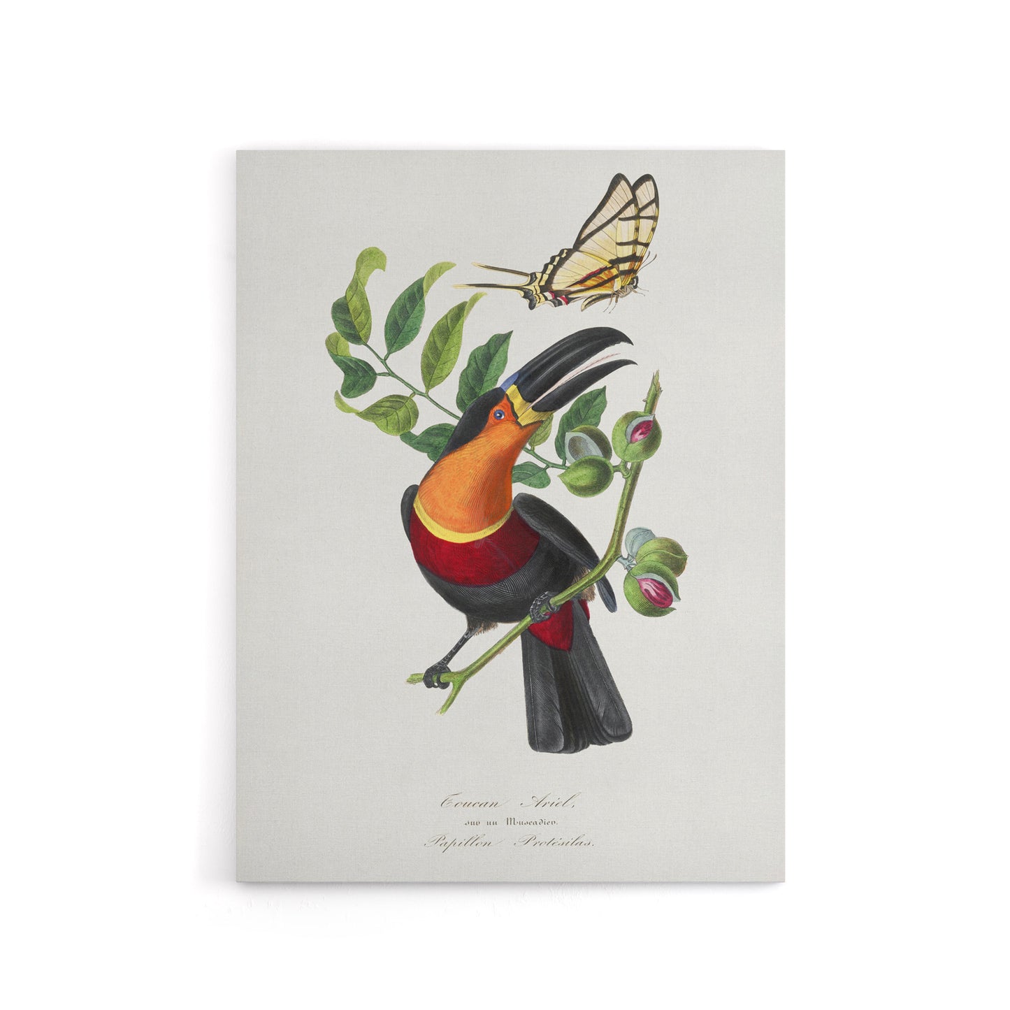 Paul Gervais Toucan and Butterfly Vintage Illustration Canvas Wall Art Print