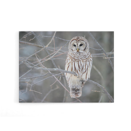 Barred Owl Strix Varia Bird On Branch Canvas Wall Art Print