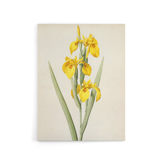 Sweet Flag Iris Flower Floral Wall Canvas Wall Art Print