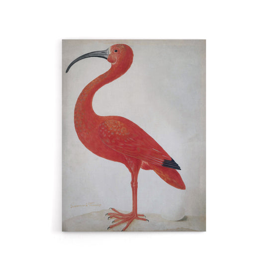 Merian Scarlet Ibis With Egg Nature Canvas Wall Art Print
